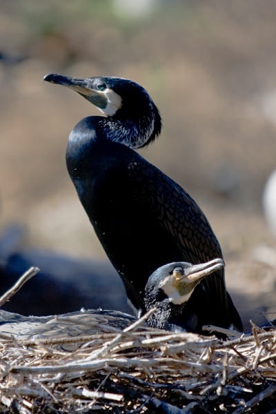 IMG_8962.jpg - Cormoran