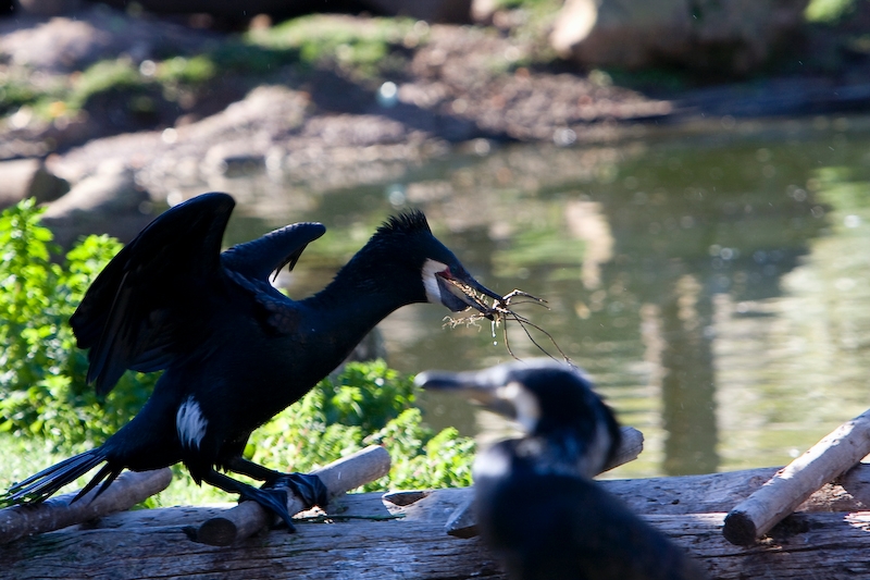 IMG_9032.jpg - Cormoran amenant des branches pour le nid