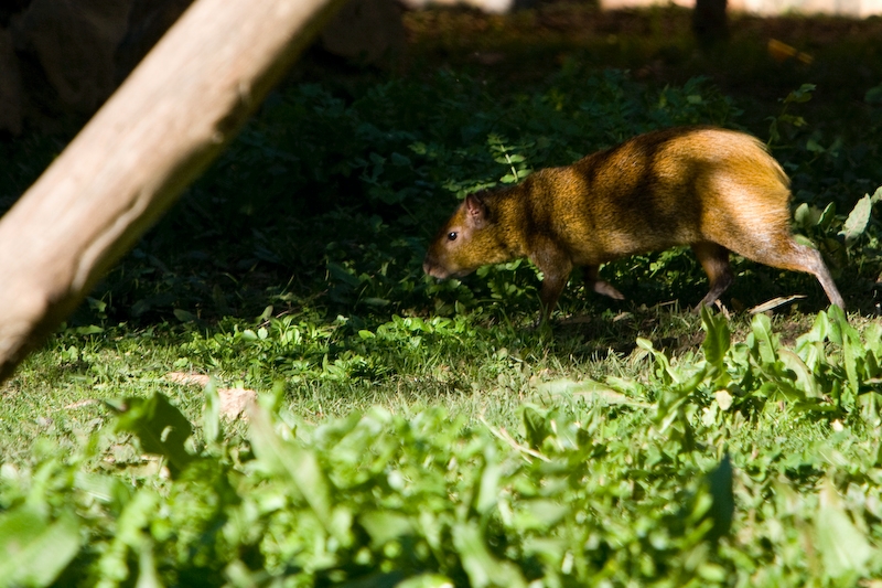 IMG_9047.jpg - Agouti ponctué