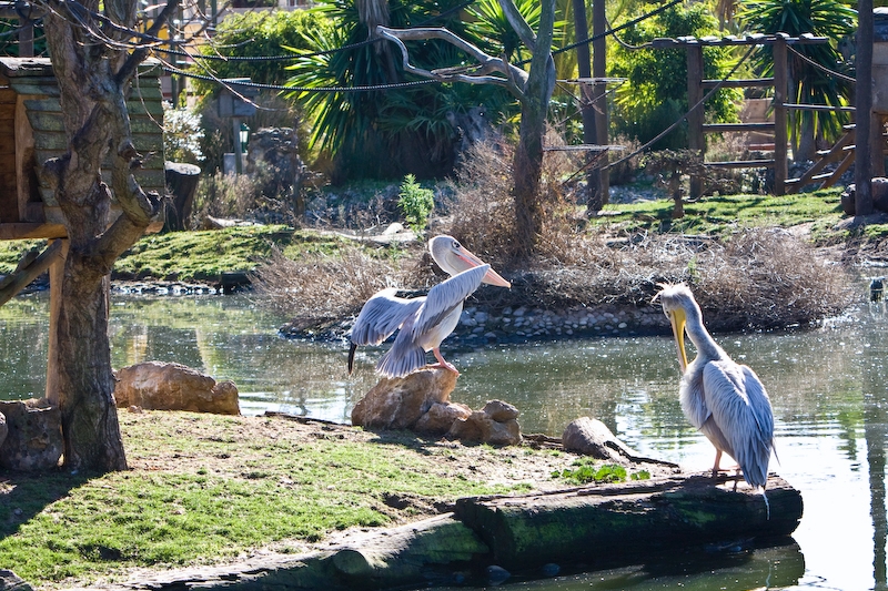 IMG_9067.jpg - Pélican