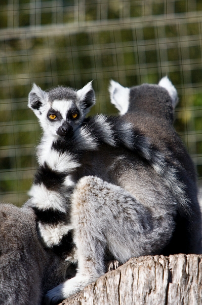 IMG_9096.jpg - lémur à queue annelée