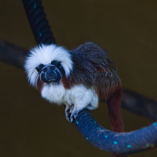 IMG_9103.jpg - Pinché à crête blanche