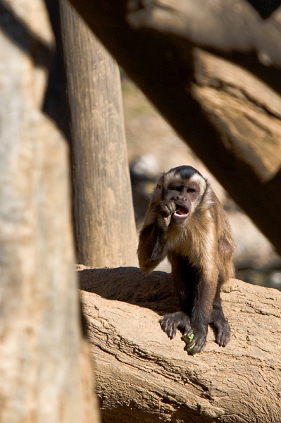 IMG_9110.jpg - Sapajou de Guyane