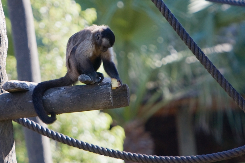 IMG_9116.jpg - Sapajou de Guyane