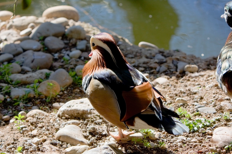 IMG_9123.jpg - canard (de caroline)