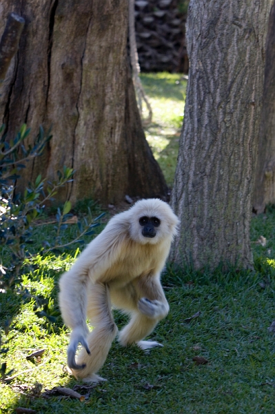 IMG_9129.jpg - Gibbon