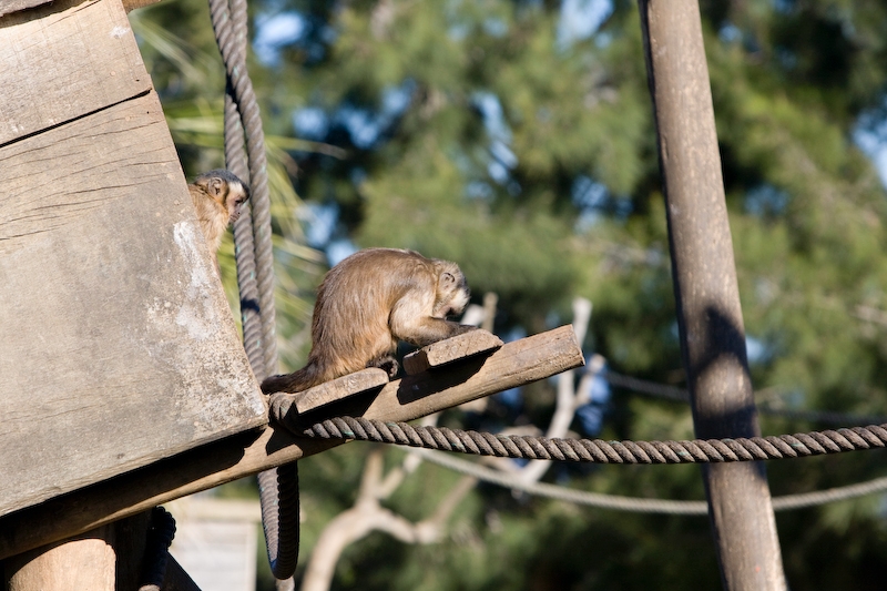 IMG_9166.jpg - Sairimi bolivien