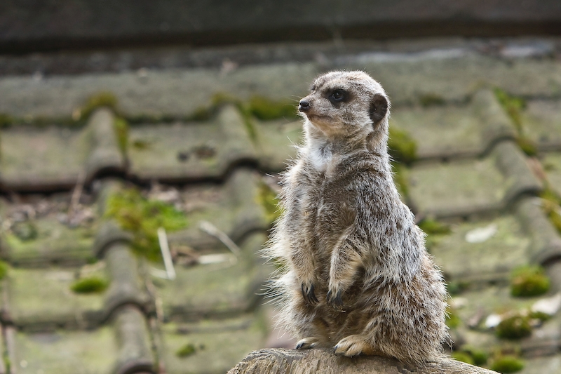 IMG_7454.jpg - sans un gros soleil on voit mieux ses poils :)