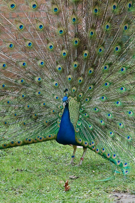 IMG_7469.jpg - Leeeeeeeeeeeeeeeeeeeeonnnnnnnnnnnnnnnnnnnnnnnnnnnn