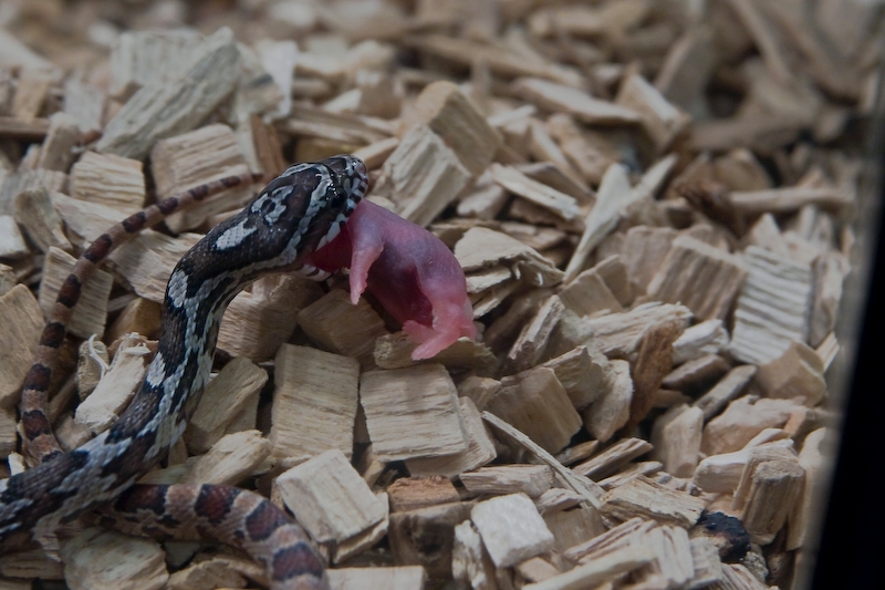 IMG_7510.jpg - le serpent est tout petit !