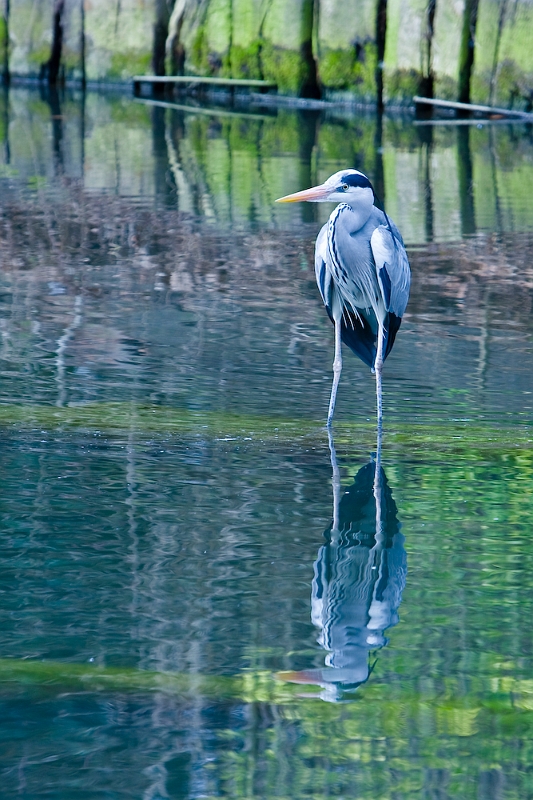 IMG_7580.jpg - heron heron petit patapon :)