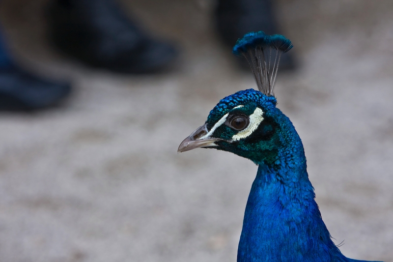 IMG_7591.jpg - léon de plus près