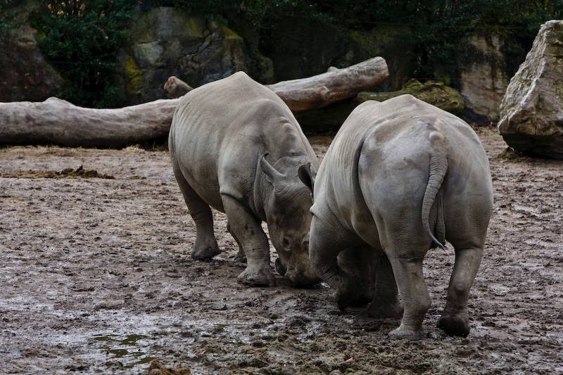 IMG_7614.jpg - ils se chamaillaient