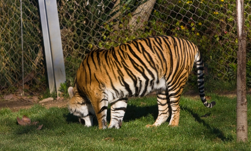 IMG_2471.jpg - Tigre de Sibérie (Panthera tigris altaica)