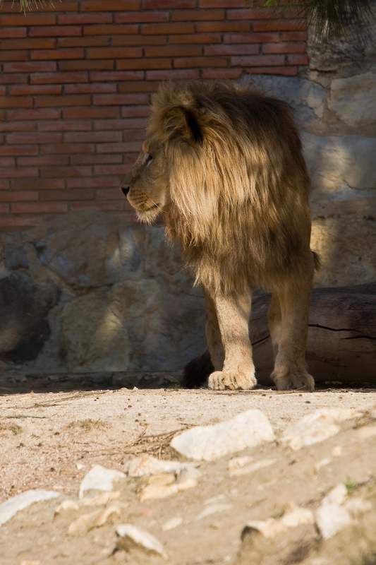 IMG_2777.jpg - Lion d'Angola (Panthera leo bleyenberghi)