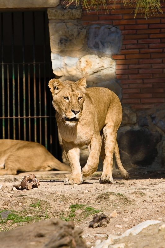 IMG_2787.jpg - Lion d'Angola (Panthera leo bleyenberghi)