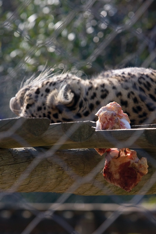 IMG_3064.jpg - Jaguar (Panthera onca)