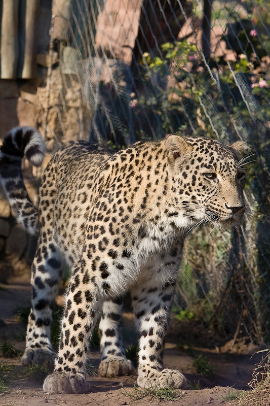 IMG_3316.jpg - Jaguar (Panthera onca)