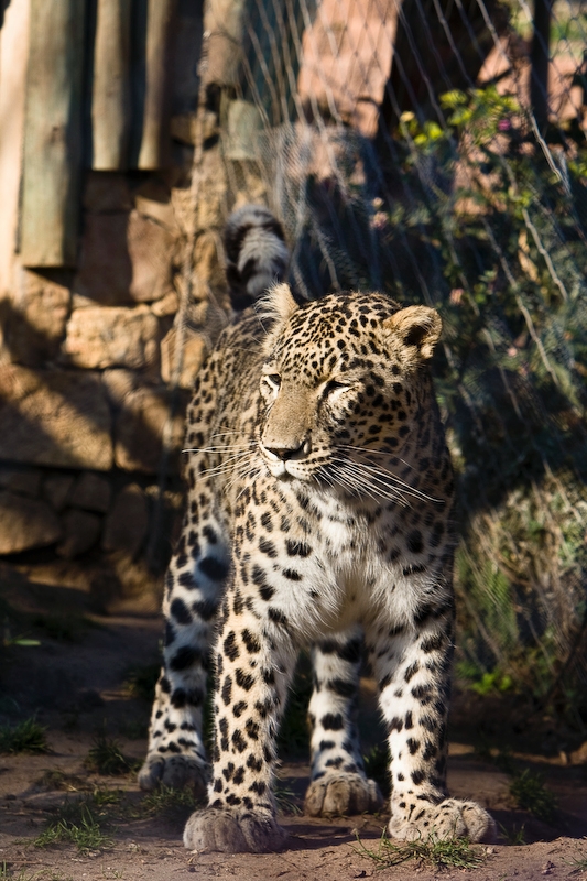 IMG_3320.jpg - Jaguar (Panthera onca)