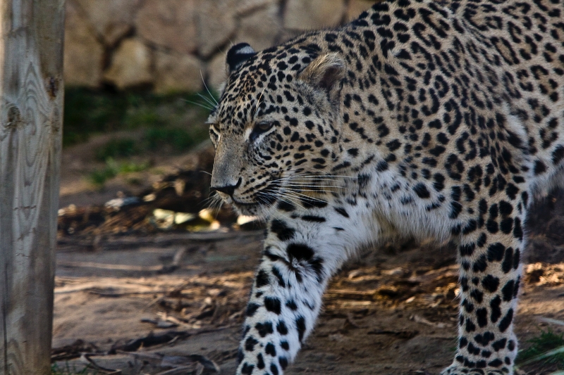 IMG_3325.jpg - Jaguar (Panthera onca)