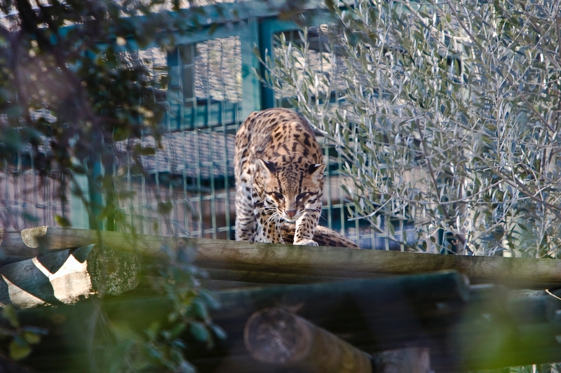 IMG_3372.jpg - Ocelot (Leopardus pardalis)