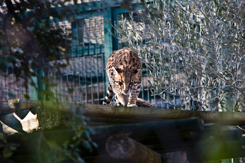 IMG_3373.jpg - Ocelot (Leopardus pardalis)