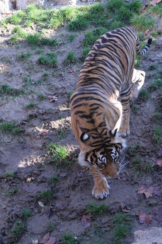 IMG_5064.jpg - Tigre de Sumatra (Panthera tigris sumatrae)