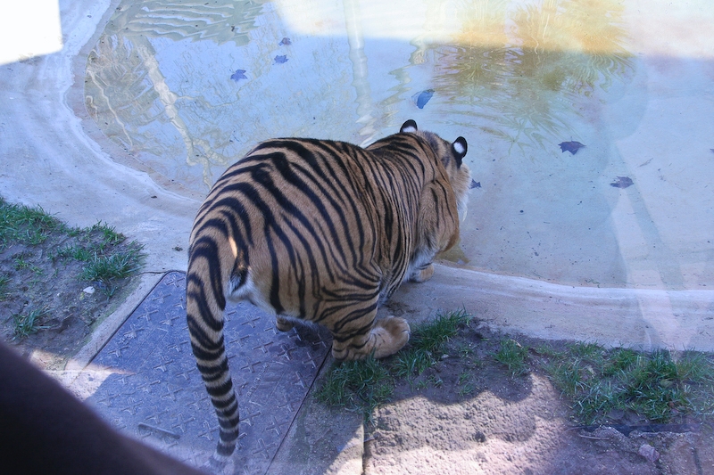 IMG_5067.jpg - Tigre de Sumatra (Panthera tigris sumatrae)