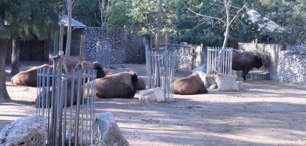 pano22.jpg - Buffles du Cap