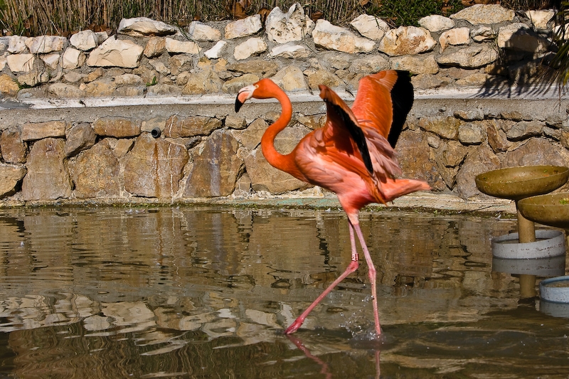 IMG_2731.jpg - Flamant rouge de Cuba (Phoenicopterus ruber)