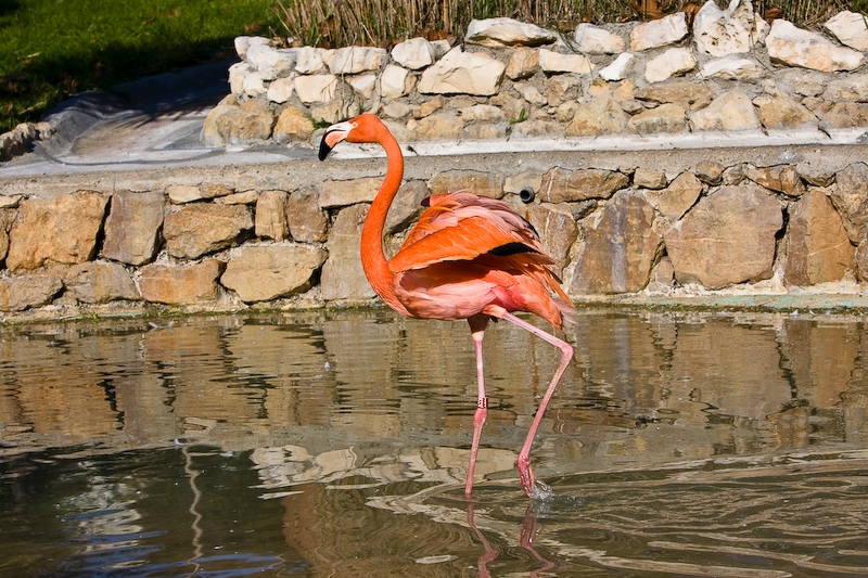 IMG_2732.jpg - Flamant rouge de Cuba (Phoenicopterus ruber)