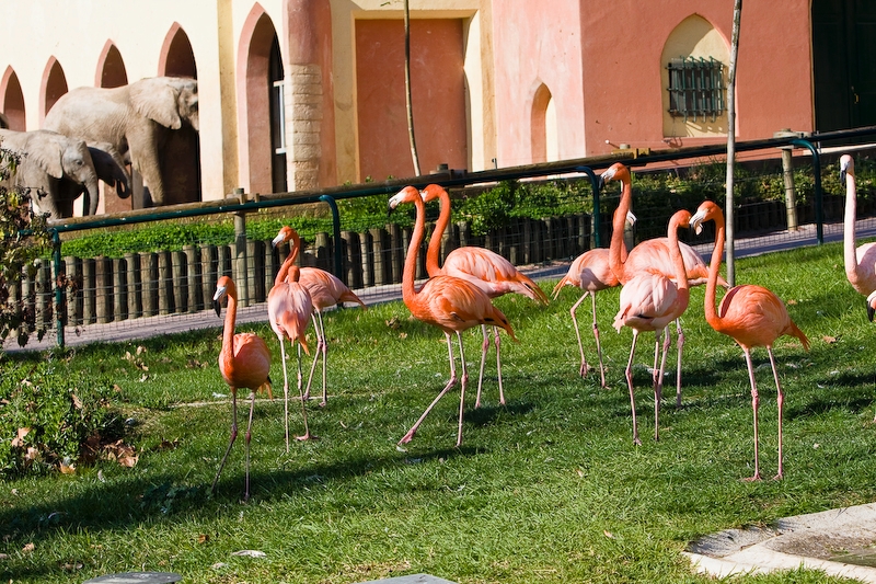 IMG_2741.jpg - Flamant rouge de Cuba (Phoenicopterus ruber)
