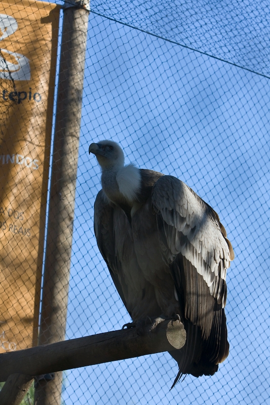 IMG_2949.jpg - Vautour fauve ( Gyps fulvus)