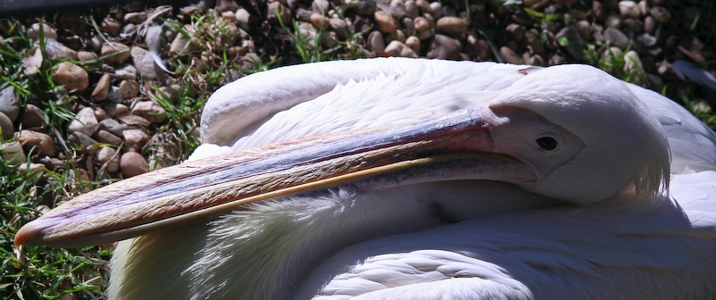 IMG_5541.jpg - Pélican blanc (Pelecanus onocrotalus)