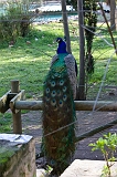IMG_2956