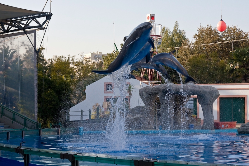 IMG_3690.jpg - grands dauphins (Tursiops truncatus)
