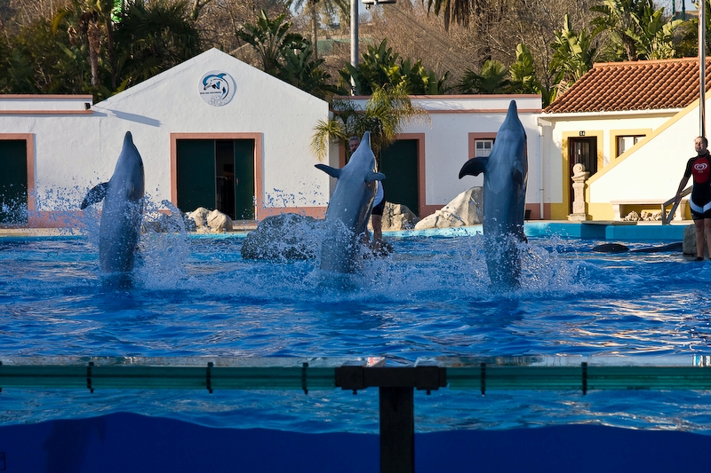 IMG_3743.jpg - grands dauphins (Tursiops truncatus)