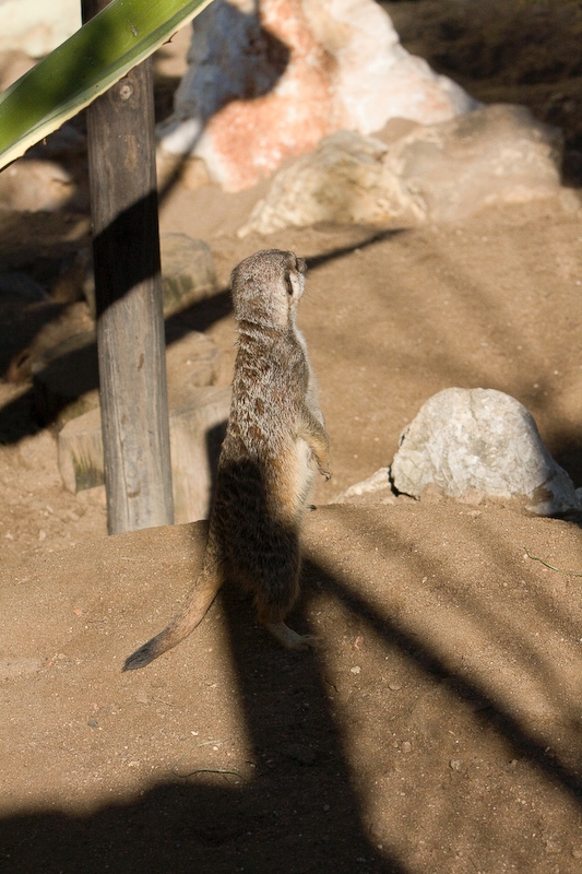 IMG_2671.jpg - Suricate