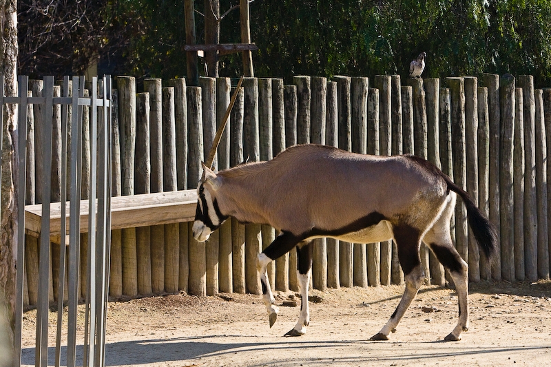 IMG_2678.jpg - oryx gemsbok (Oryx gazella)