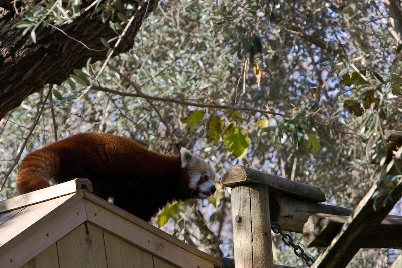 IMG_2679.jpg - Panda Roux