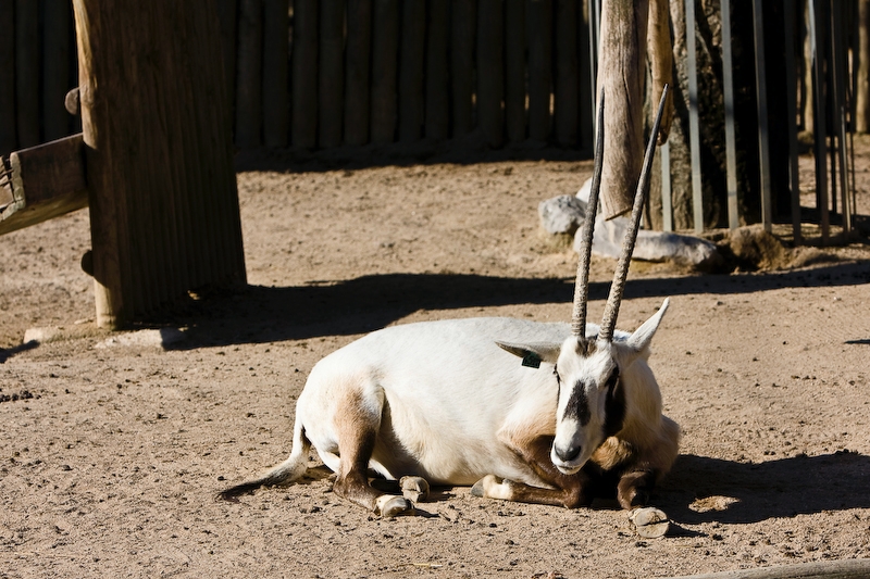 IMG_2819.jpg - Oryx d'Arabie
