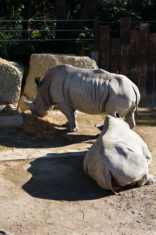 IMG_2929.jpg - Rhinocéros blanc du Sud (Ceratotherium simum simum)