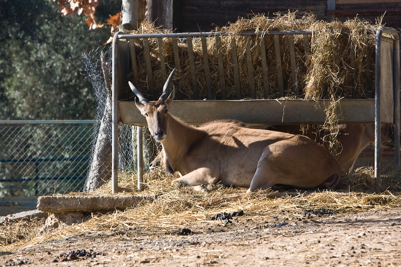 IMG_3089.jpg - Eland commun (Taurotragus oryx)