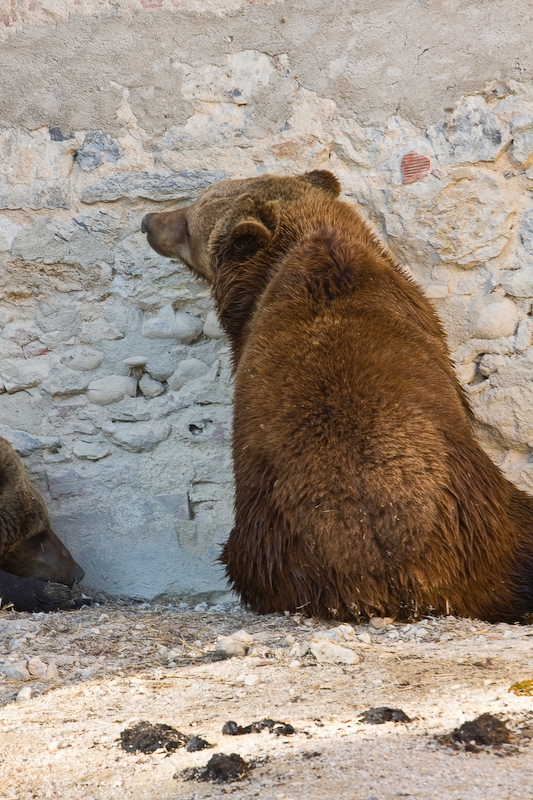 IMG_3260.jpg - Ours brun (Ursus arctos)