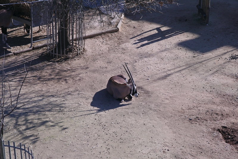 IMG_5477.jpg - Oryx gazelle