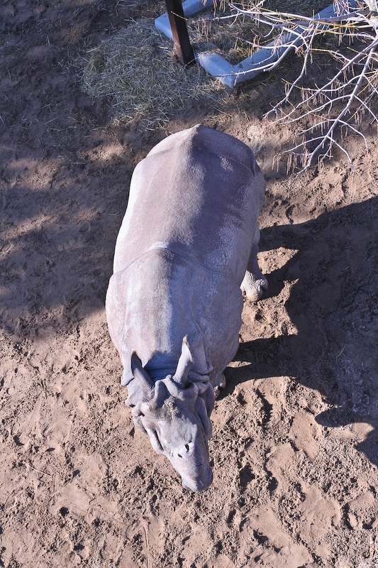 IMG_5484.jpg - Rhino indien