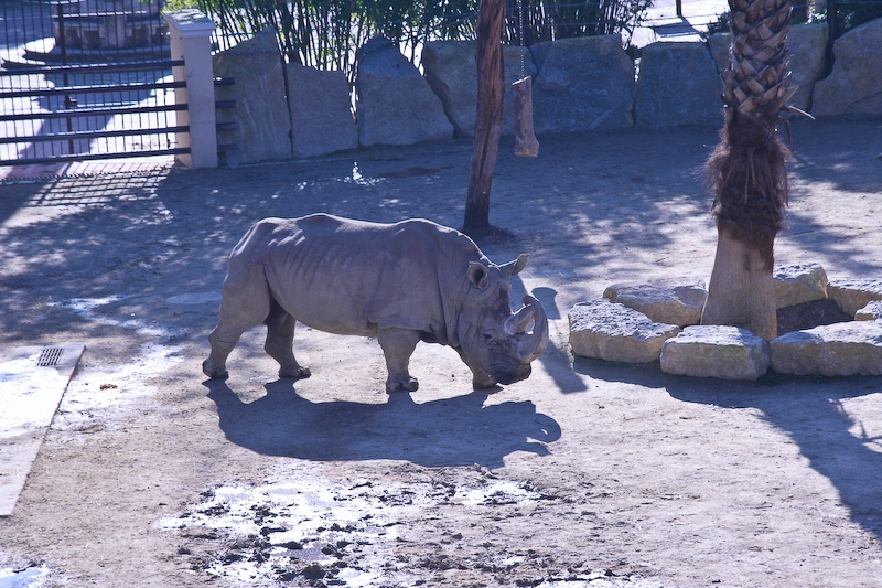 IMG_5523.jpg - Rhino blanc du Sud