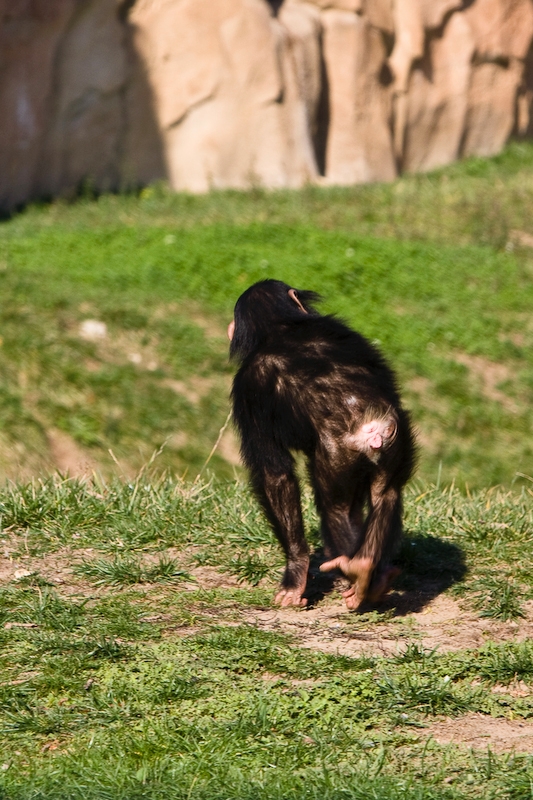 IMG_2699.jpg - chimpanzé (Pan troglodytes)