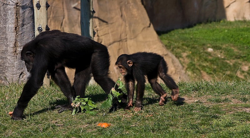 IMG_2700.jpg - chimpanzé (Pan troglodytes)