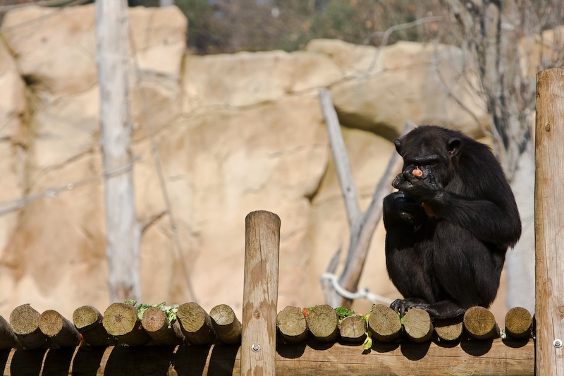 IMG_2704.jpg - chimpanzé (Pan troglodytes)